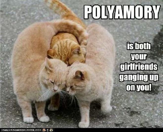 a photo of 3 tabby cats. the two ones of the side are smothering the middle one with cuddles. Text over images reads Polyamory is both of your girlfriends ganging up on you.